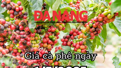 Giá cà phê hôm nay 1/7/2025 phá đảo thị trường toàn cầu, phá vỡ mọi dự báo