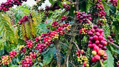 Giá cà phê hôm nay 1/7/2025: Tăng nhẹ trở lại