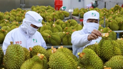 Xuất khẩu rau quả phục hồi, bất ngờ từ một loại quả