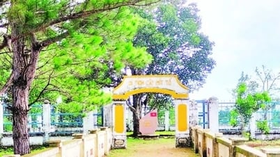 Cây mít tổ nơi biên giới Quảng Trực