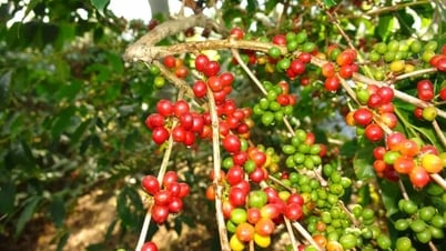 Giá cà phê hôm nay 10/7/2025: Tăng nhẹ hàng loạt