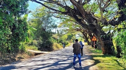Hàng me tây cổ thụ, điểm check-in nổi tiếng Quảng Ngãi bị lột vỏ do che ruộng lúa