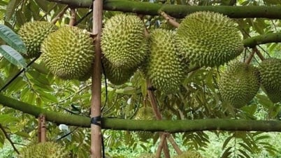 Giá sầu riêng hôm nay 10/7/2025: Ri6 có thêm đáy mới, sầu Thái Tây Nguyên khó đoán
