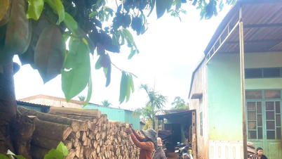 Nét đẹp trong phong tục trữ củi của người Jrai