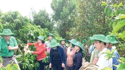 Sản xuất cà phê bền vững kết hợp bảo tồn và an sinh xã hội