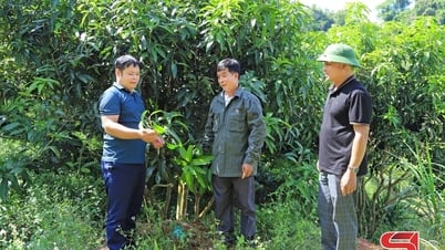 Xuân Nha chuyển đổi cơ cấu cây trồng, vật nuôi