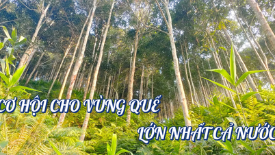 Cơ hội cho vùng quế lớn nhất cả nước