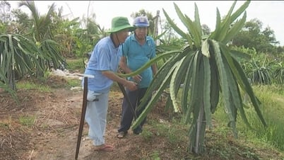 Chuyện về thương binh Huỳnh Văn Quận