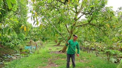 Nhà vườn xã Mỹ Thọ, bước chuyển mình tích cực