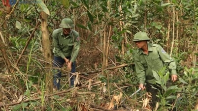 Quản lý, sử dụng và phát triển rừng bền vững