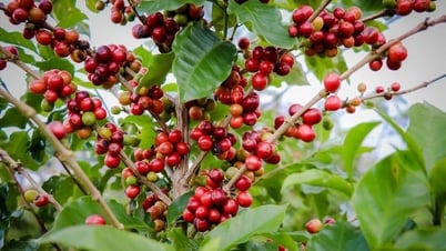 Giá nông sản ngày 10/7/2025: Cà phê bật tăng trở lại, hồ tiêu tiếp tục ổn định