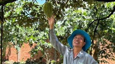 Liên kết trồng sầu riêng xuất khẩu