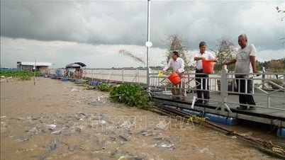 Độc đáo mô hình bảo vệ đàn cá tự nhiên trên sông Tiền