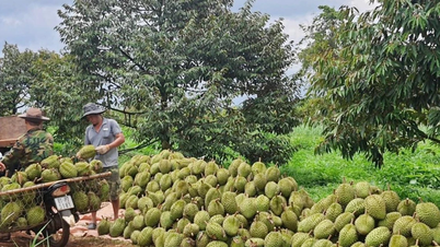 Gia Lai: “Hành động tập thể” đưa sầu riêng vươn ra thế giới