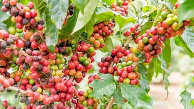 Giá cà phê hôm nay 10/7/2025: Đắk Lắk và Gia Lai “so kè” quyết liệt, giá cà phê tăng đều