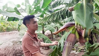 Phường Sơn Nam: 27 héc-ta chuối được cấp mã số vùng trồng xuất khẩu
