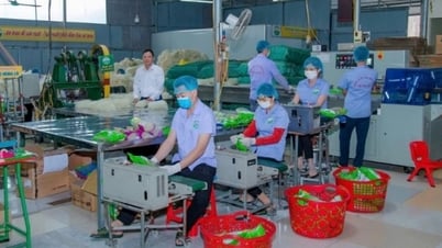 Đầu tư công nghệ chế biến sâu, nâng tầm nông sản Việt Nam