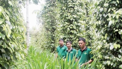 Lâm Đồng và mục tiêu phát triển sản phẩm hồ tiêu toàn cầu