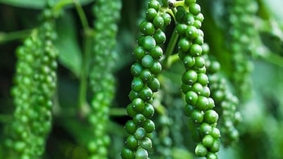 Giá tiêu hôm nay 10/7/2025: Giữ giá không đổi