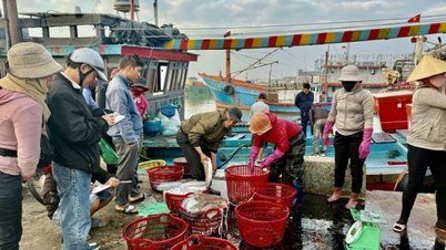 Mùa cá Nam - mùa của những giấc mơ trăm dặm biển khơi