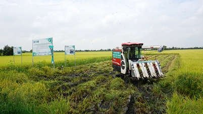 Tháp Mười: Tiên phong đẩy mạnh Đề án 1 triệu hecta lúa chất lượng cao, hướng đến tăng trưởng xanh, bền vững