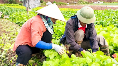 Ứng phó với khó khăn trong sản xuất vụ Mùa