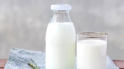 Doanh nghiệp xuất khẩu sữa sang Trung Quốc phải điều chỉnh quy trình sản xuất