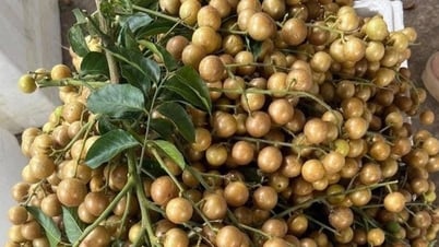 Les femmes se disputent l'achat de kumquats bon marché, à partir de 15 000 VND/kg seulement, à tremper pour soigner la toux et à consommer pendant plusieurs mois.