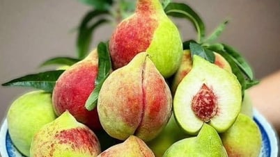 Đào mỏ quạ vào mùa giá siêu rẻ, cách đơn giản để chị em rủ nhau ‘săn’ hàng ngon, tránh hàng Trung Quốc