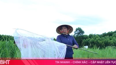 Nông dân Hà Tĩnh “xoay” đủ cách diệt châu chấu tre gây hại cây trồng