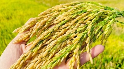 Giá lúa gạo ngày 11/7: Lúa tươi nhích nhẹ, thị trường ổn định