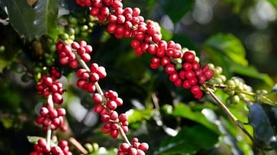 Giá nông sản ngày 11/7/2025: Cà phê bất ngờ giảm, hồ tiêu tiếp tục ổn định