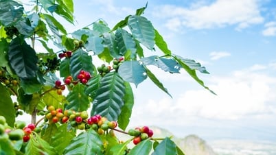 Giá cà phê hôm nay 11/7/2025: Đắk Lắk vẫn chốt kèo 92.600 đồng/kg