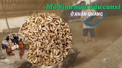 Mô hình nuôi sâu canxi ở Xuân Quang