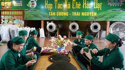 Đổi mới trong sản xuất nông nghiệp