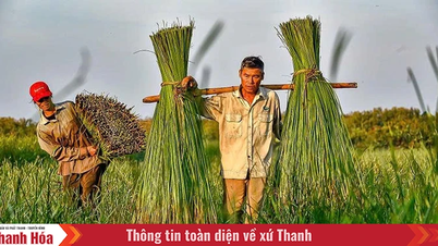 Mưu sinh cùng cây cói
