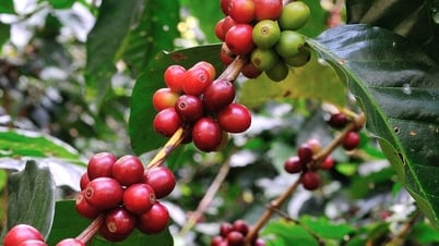 Dự báo giá cà phê ngày mai 12/7/2025: Giá có thể tăng 100 – 200 đồng/kg