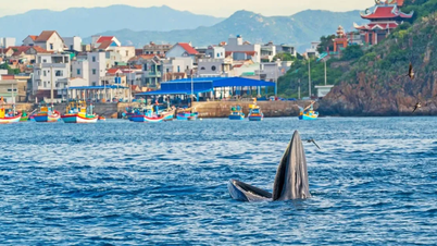 Để cá voi vẫn về biển