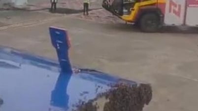 Đàn ong vây kín cửa, máy bay hoãn chuyến