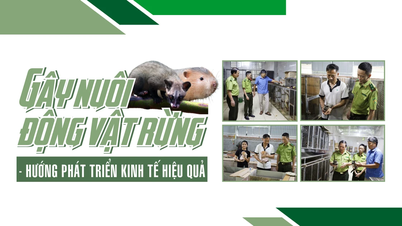 Gây nuôi động vật rừng - hướng phát triển kinh tế hiệu quả