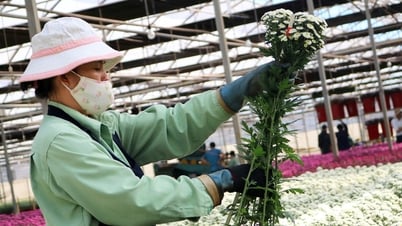 Xuất khẩu hoa tiếp tục tăng trưởng khá