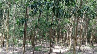 Keo giâm hom: “Cú hích” kinh tế hộ khu vực duyên hải