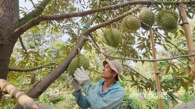 Hiệu quả bước đầu từ giải pháp phân giải Cadimi trên trái sầu riêng