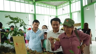 Lễ hội Sâm Ngọc Linh lần thứ VII - năm 2025 sẽ diễn ra từ ngày 1 - 3/8