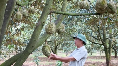 Nâng cao năng lực cho nông dân, hợp tác xã và doanh nghiệp xuất khẩu sầu riêng