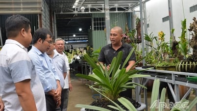 Cơ hội cho nghề trồng hoa lan phát triển