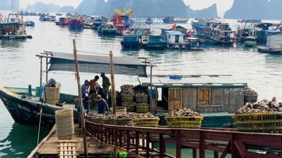 Nông nghiệp Quảng Ninh phục hồi ấn tượng sau thiên tai