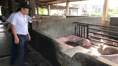 Tăng cường các giải pháp phòng, chống bệnh liên cầu lợn