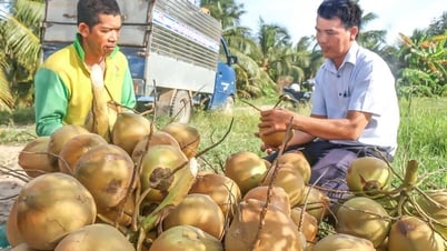 Trồng dừa Mã Lai theo hướng VietGAP