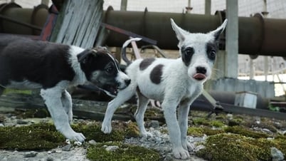 Chó hoang tiến hóa ở Chernobyl: Vì sao vẫn sống sót nơi vùng đất chết?